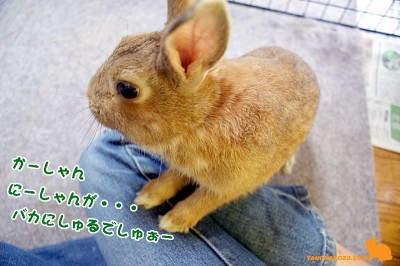 バカにしゅるでしゅー