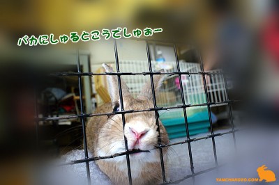 こうしゅるでしゅー