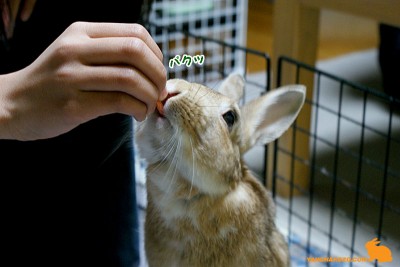 パクッ