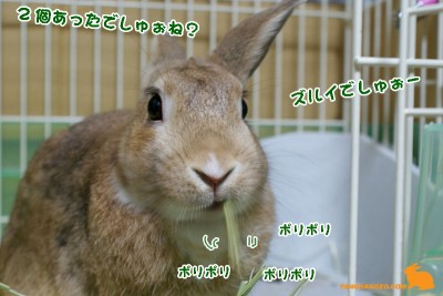 ずるいでしゅぉー