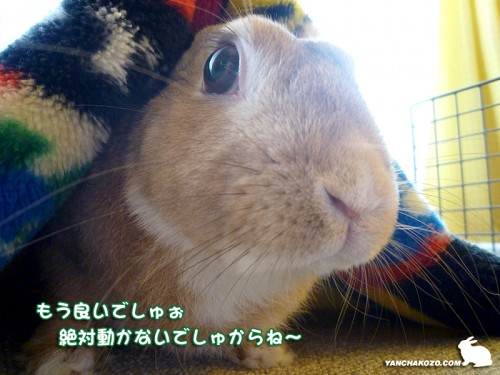 動きましぇんぉ