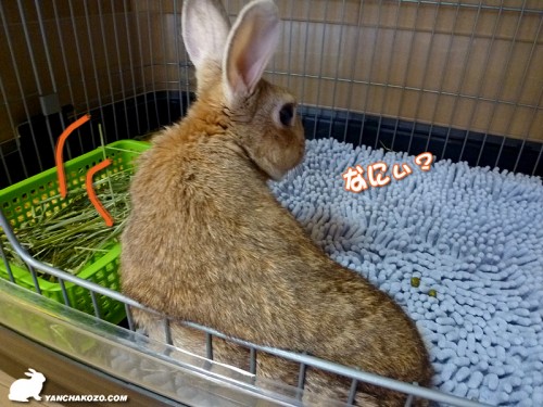 なにぃ?