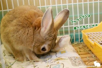 鼻歌