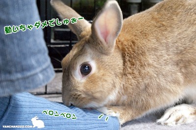 足舐め