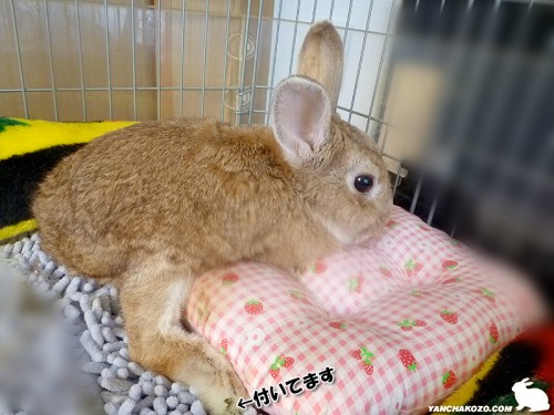 足に何か付いてますが