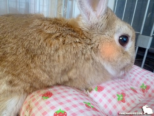 汚れを隠すうさぎ