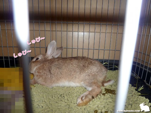 気持ち良くお昼寝