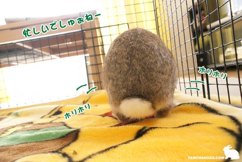 ホリホリに大忙し