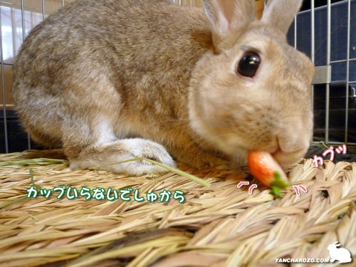 カップいらないでしゅから