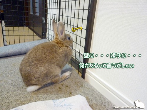 壁に・・・障子に・・・