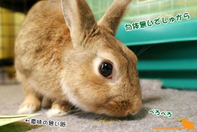 勿体無いから