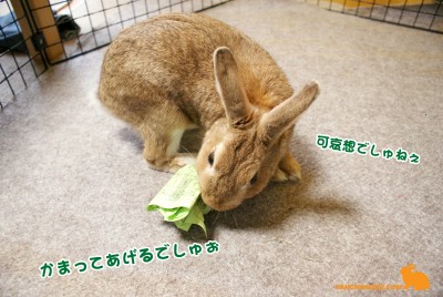 相手してあげるでしゅ