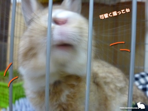 可愛く撮って