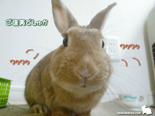 ワクワクうさぎ