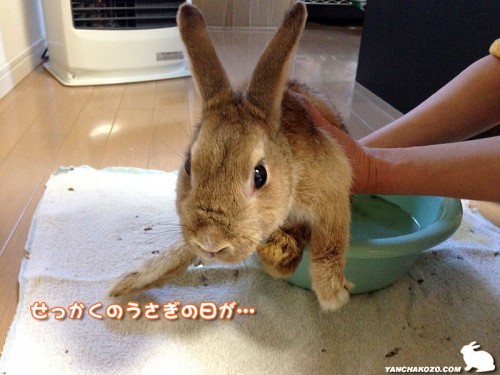 記念すべきおケツ洗い