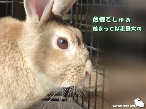 危機でしゅぉ！