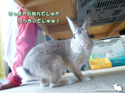 えっちぃでしゅぉ
