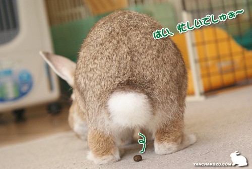 ちょこっぺころん