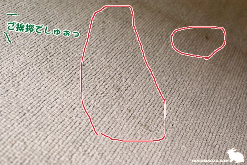 チッコはあいさつ