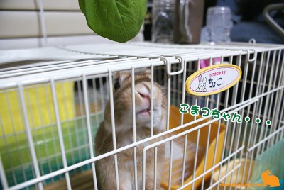 こまつちゃん