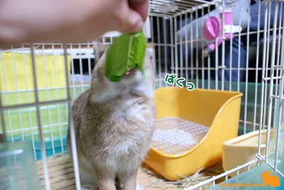 やっとありつけたー