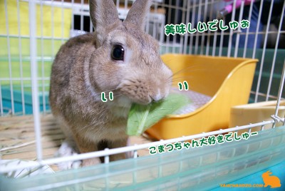 こまつちゃんもぐもぐ