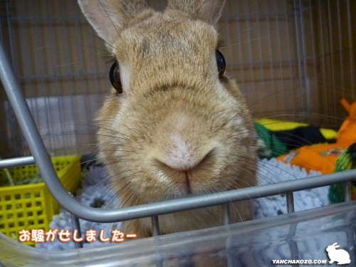 お騒がせしましたー