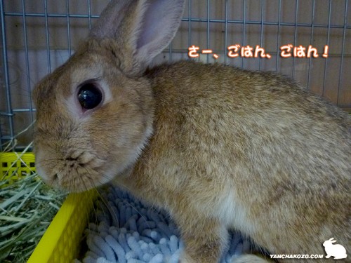さー、ごはん！
