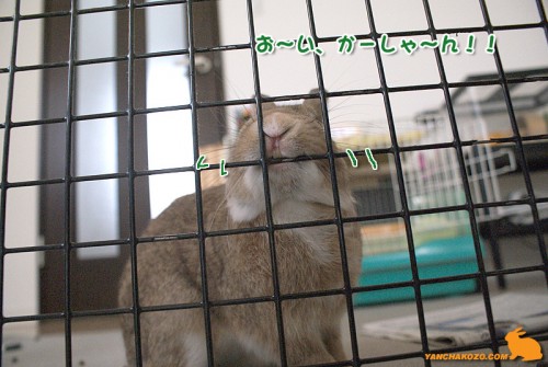 呼ぶうさぎ、ちょこっぺ