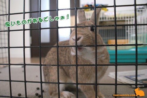 ここにあるでしゅぉ~