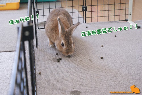 黒豆あったでしゅぉ