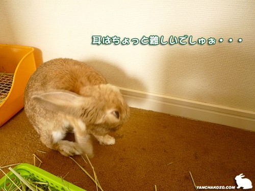 ティモテはムリ～