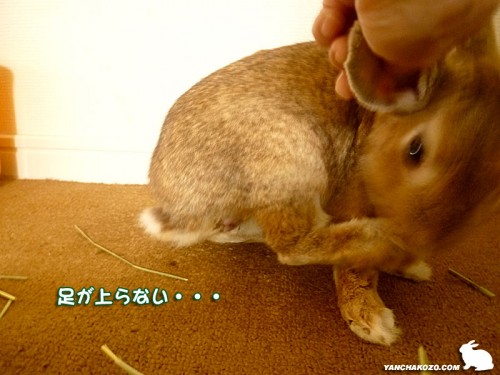 耳に足が届かない