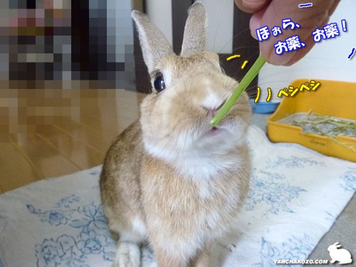 バジルでペシペシ