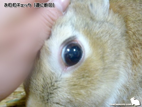 お目目チェックです