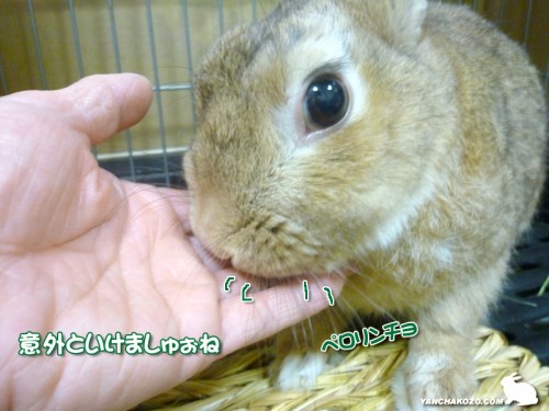 いけましゅぉね