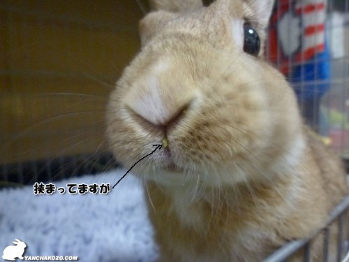 挟まってますが