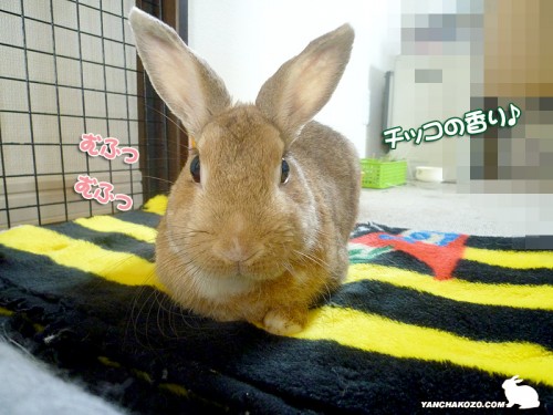 チッコの香り♪