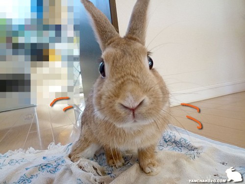 カメラに寄るうさぎ