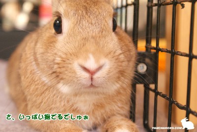 撫でるでしゅぉ
