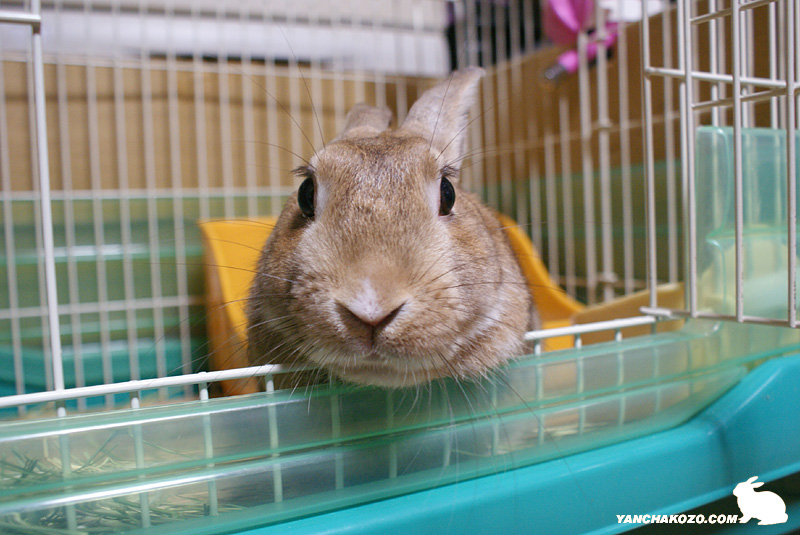 ナデコ待ちでしゅぉ
