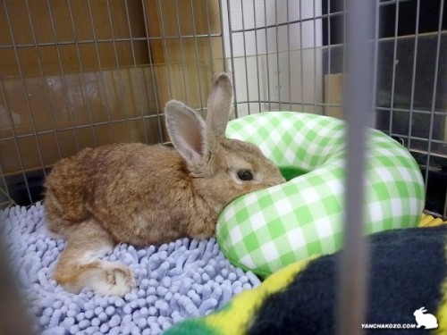 はまってお昼寝