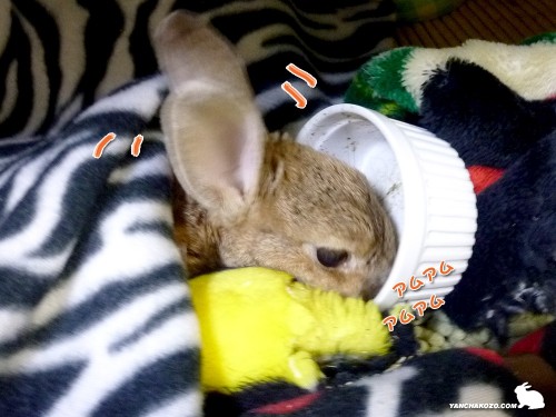 顔を突っ込んでガツガツ！