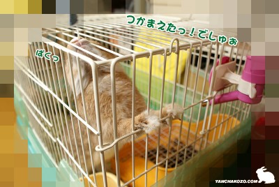 捕まえた!