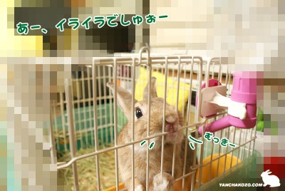 イライラうさぎ