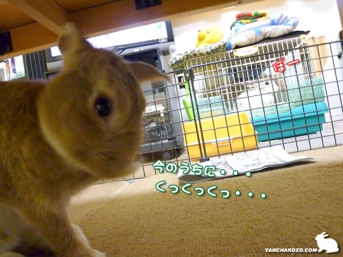 乗っ取りうさぎ