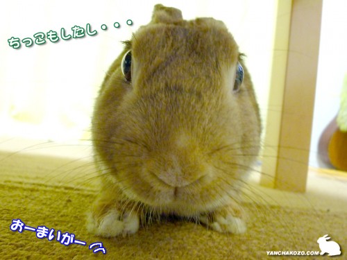 ちっこした