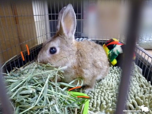 牧草いっぱい！