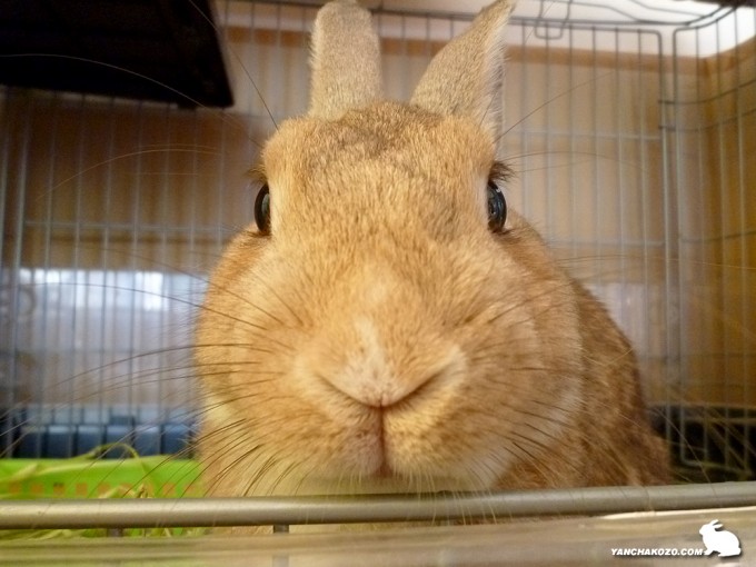 ちょこっぺの目