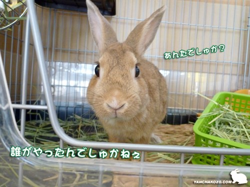 誰でしゅか?
